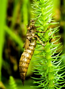 Larva close up garden