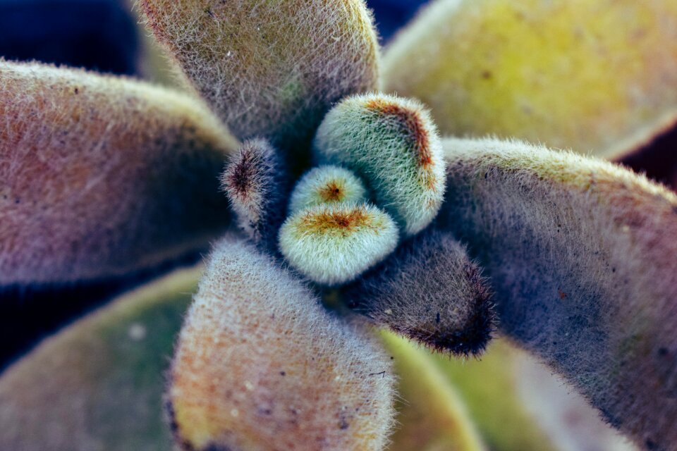Flora close up garden