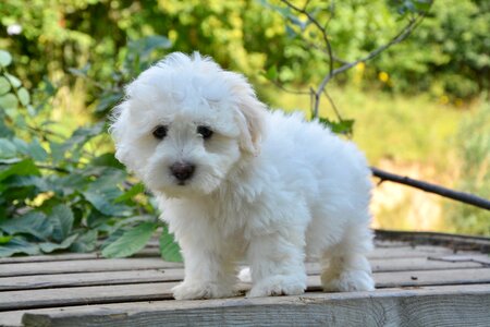 Domestic animal dog animal
