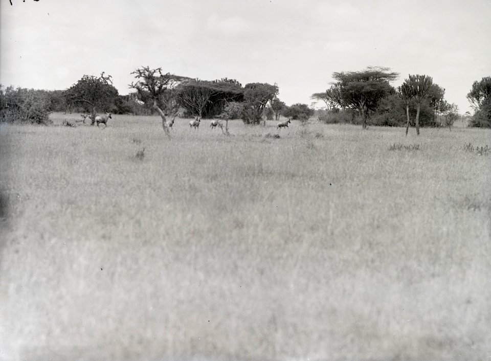 ETH-BIB-Herde Gnus in Serengeti-Kilimanjaroflug 1929-30-LBS MH02-07-0377