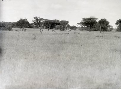 ETH-BIB-Herde Gnus in Serengeti-Kilimanjaroflug 1929-30-LBS MH02-07-0377