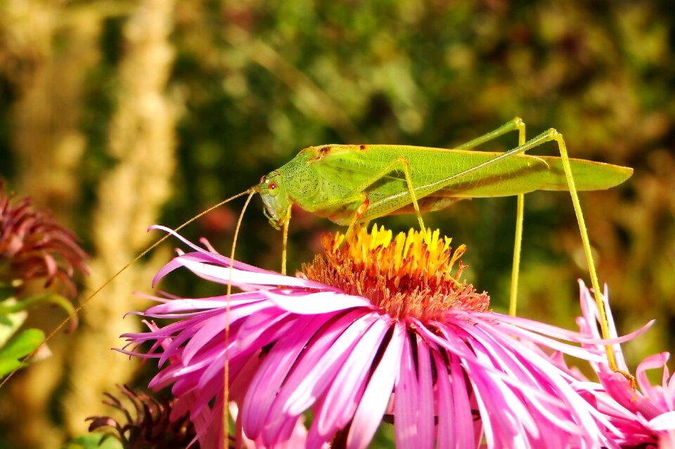Plant garden animals