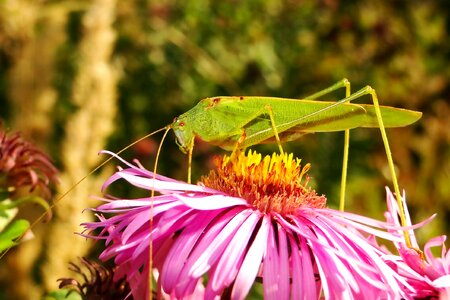 Plant garden animals