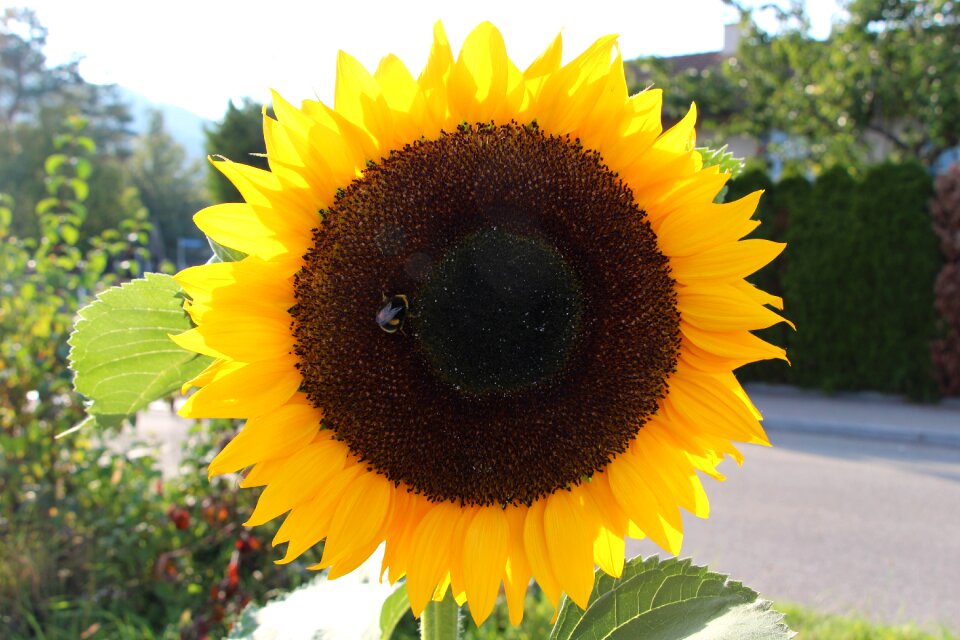 Switzerland sun flower