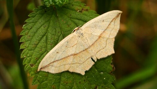 Butterfly day plant animals