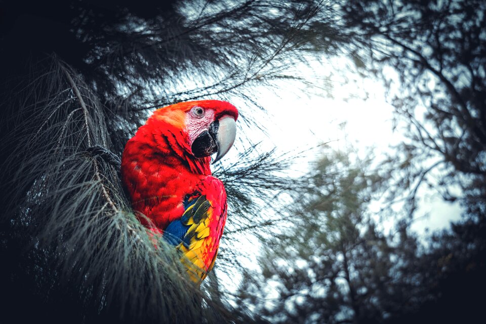 Outdoors animalia winter