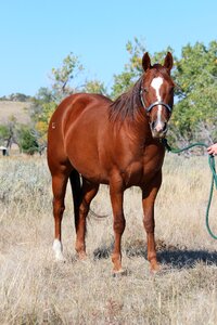 Hayfield animal horse