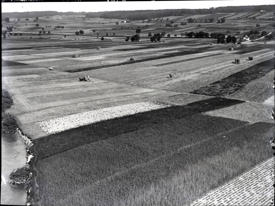ETH-BIB-Heuet im Aaretal, Grosses Moos-Inlandflüge-LBS MH01-006762