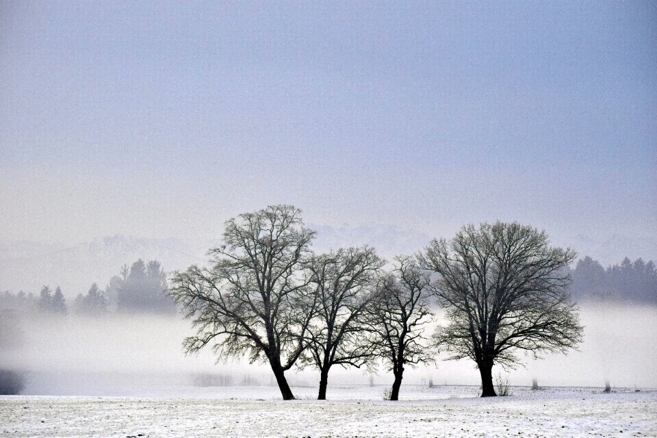 Fog landscape cold