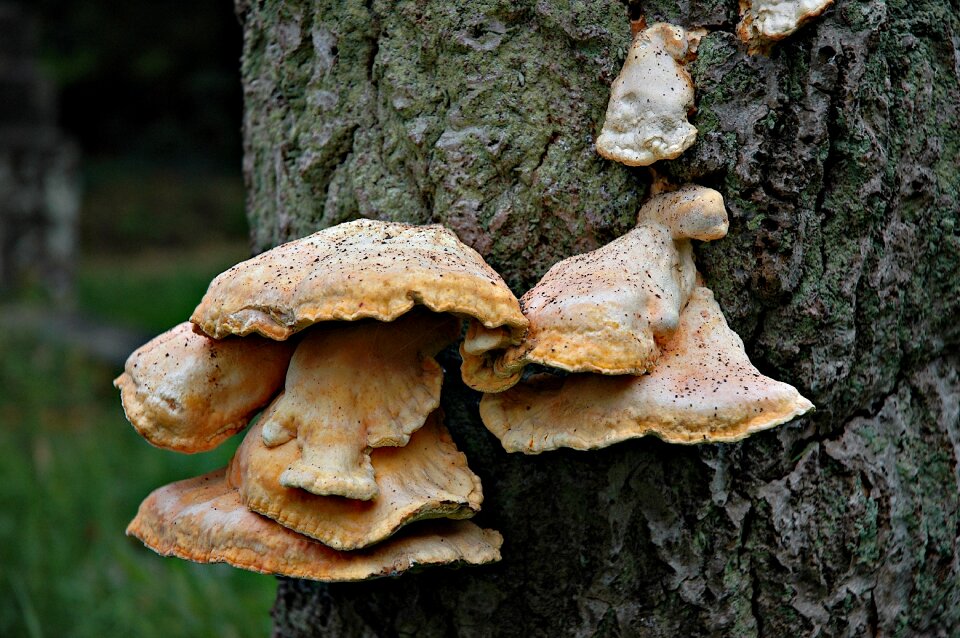 Fungi wild woodland