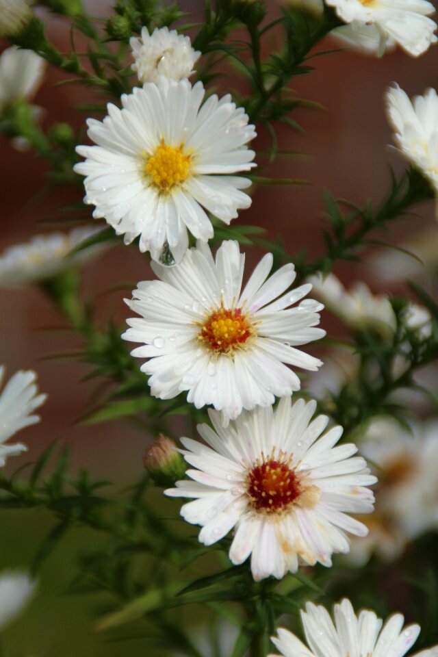 Nature white plant photo