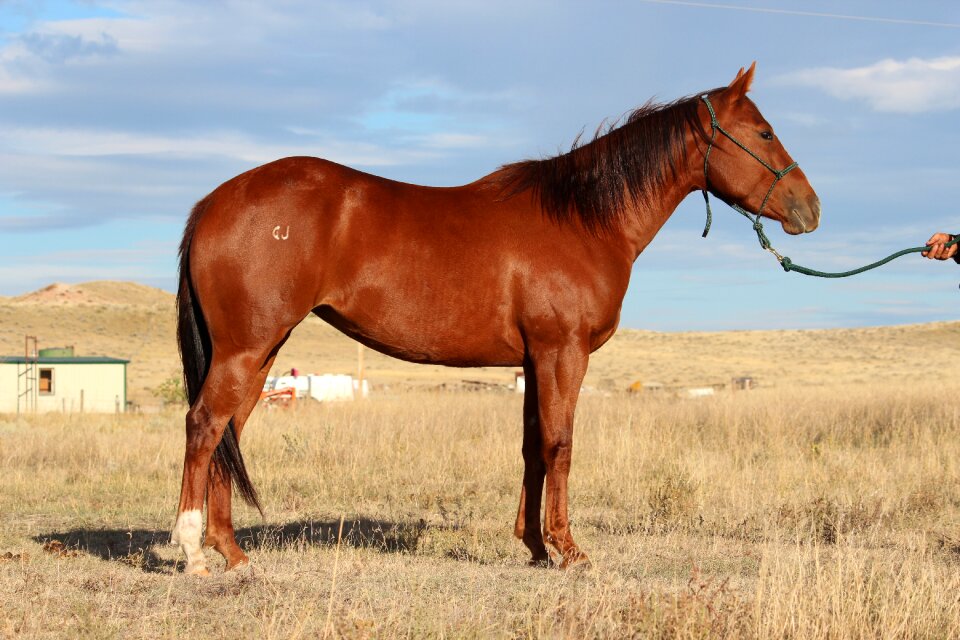 Field animal horse