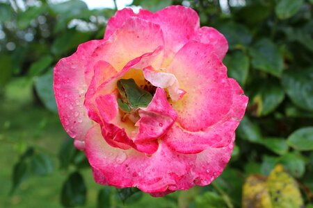 Nature roses cozy