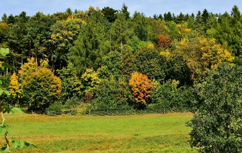 Forest season landscape