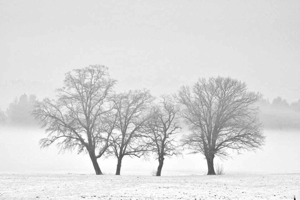 Cold fog tree