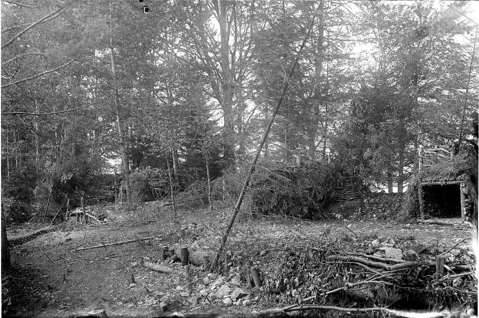 Getarnte Stellungen im Wald - CH-BAR - 3236832