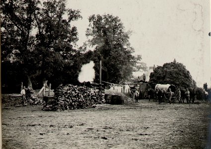Getreidedrusch durch Stabstruppen des 9.Korpskmdos. in Wolhynien -, Ostrozec 14.X.1915.,- (BildID 15540496)