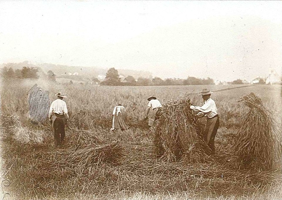 Getreideernte 20.7.1900
