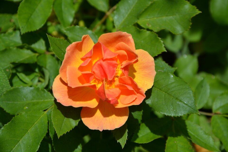 Climbing blossomed flower