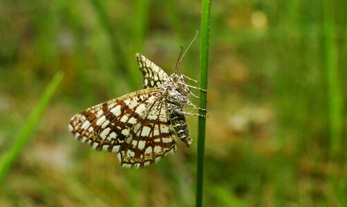 At the court of butterfly day plant