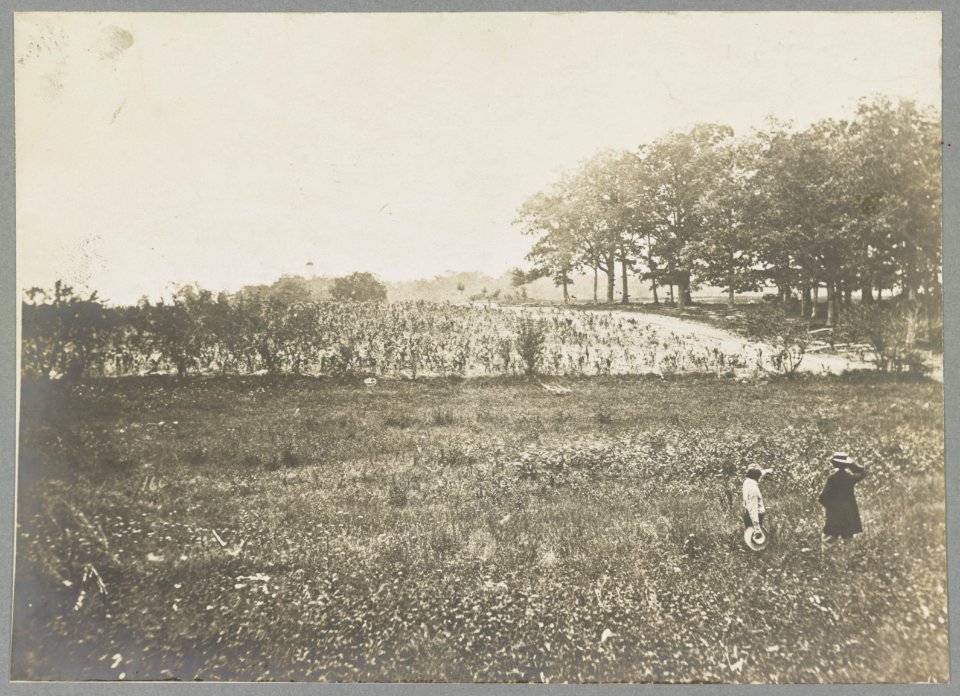 Gettysburg, Pa. July 1863. Battlefield of Gettysburg. View of point of woods where General Reynolds was killed, July 1, 1863 LCCN2012647719