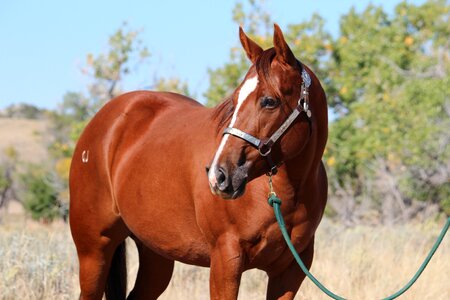 Nature mammal horse