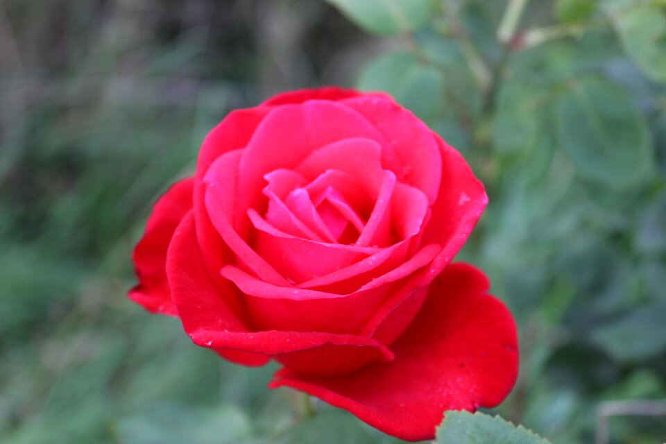 Love blossom bloom