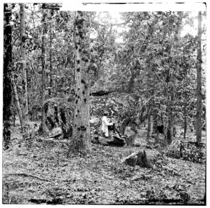 Gettysburg, Pennsylvania. Battered trees on Culp's Hill LOC cwpb.01635