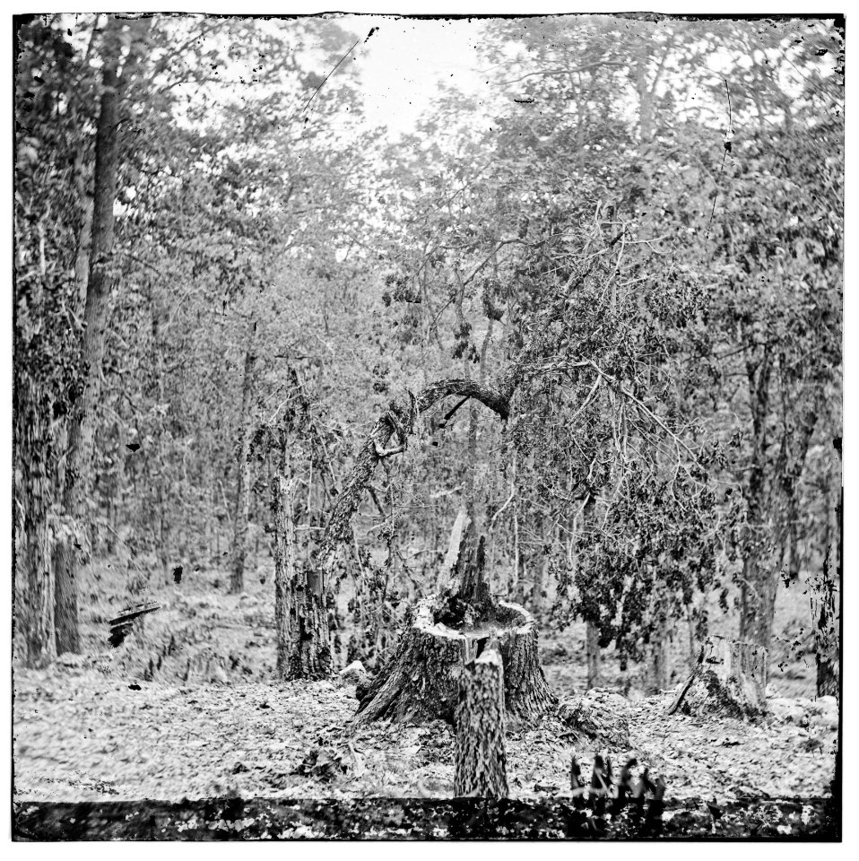 Gettysburg, Pennsylvania. Woods on Culp's Hill showing the effect of musket fire LOC cwpb.01633