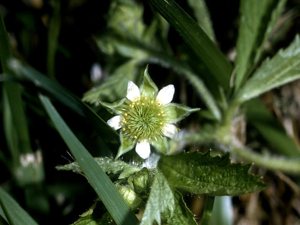 Geum laciniatum NRCS-4x3