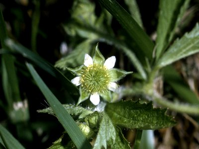 Geum laciniatum NRCS-4x3