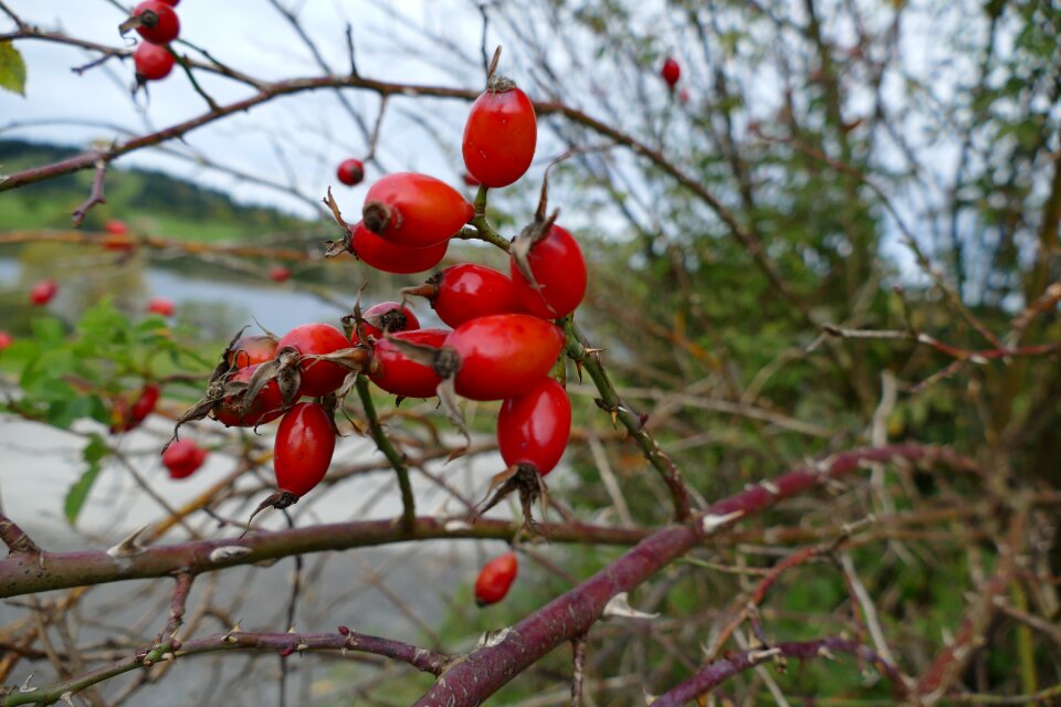 Autumn orange thorns