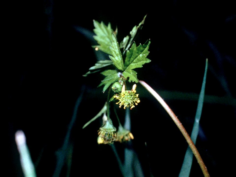 Geum vernum NRCS-1