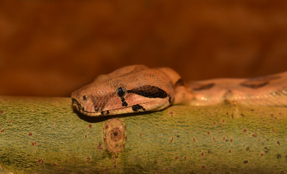 Reptile lurking terrarium