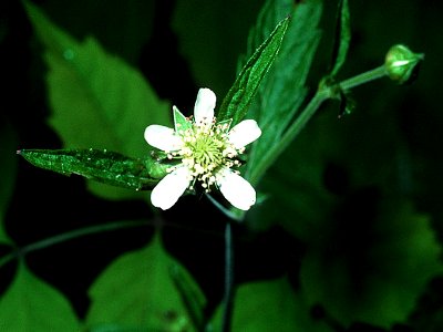 Geum canadense NRCS-1