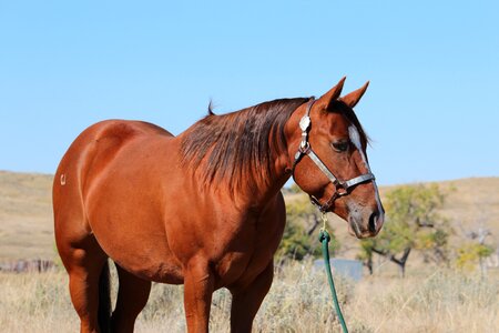 Field grass horse