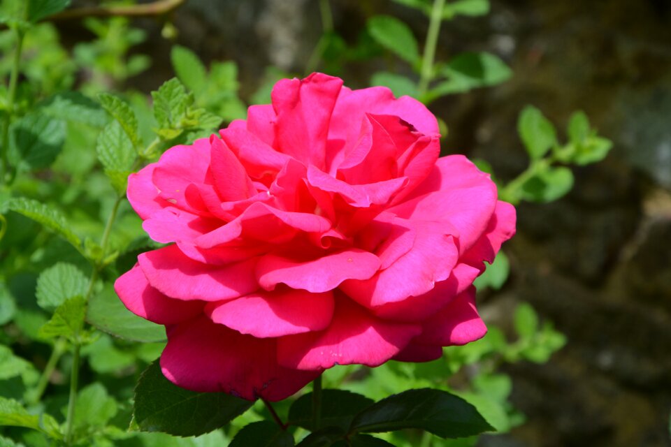 Shrub spicy summer flowers color pink fuschia