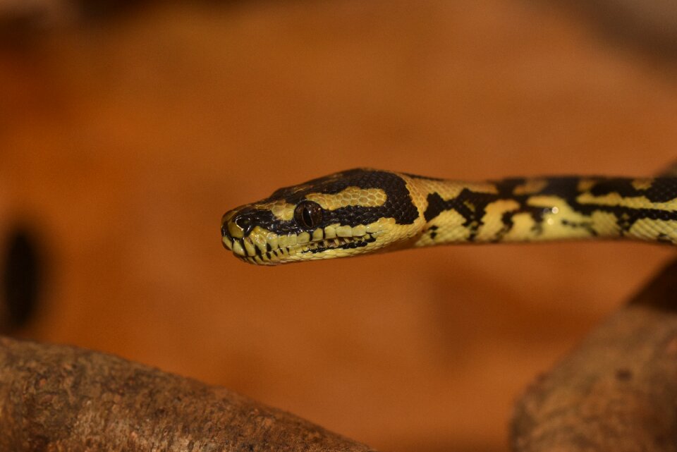 Constrictor reptile beauty