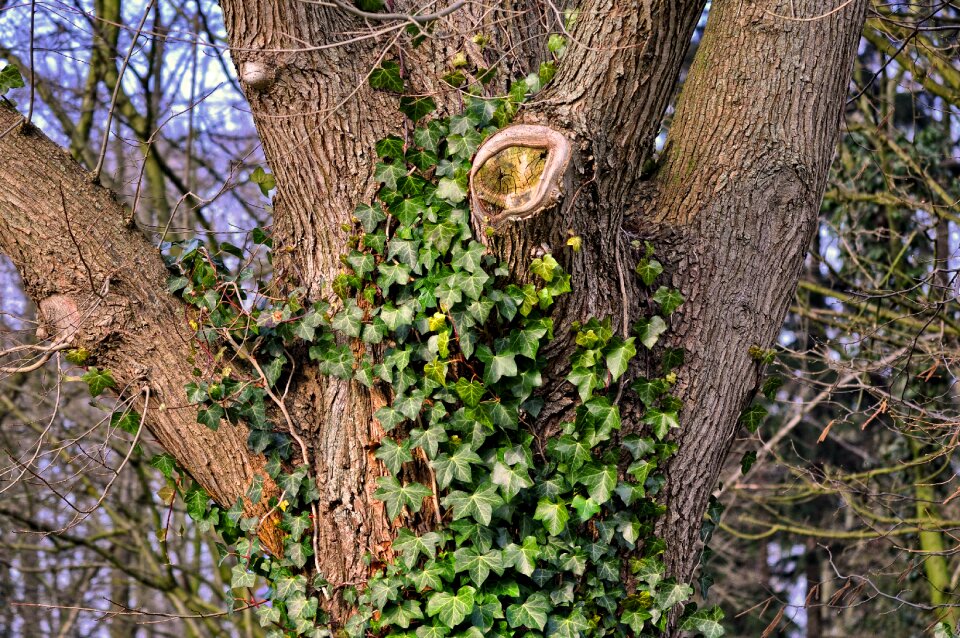 Forked trunk ivy ivy grown