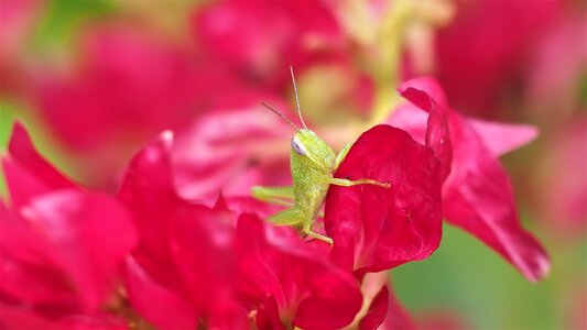 Flora garden summer