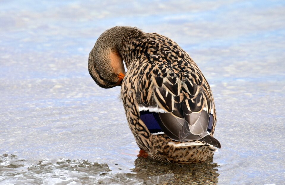 Water bird winter lake