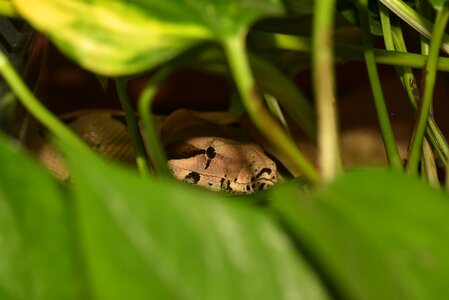 Reptile lurking close up photo