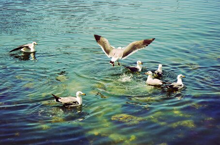 Playground bird seagulls