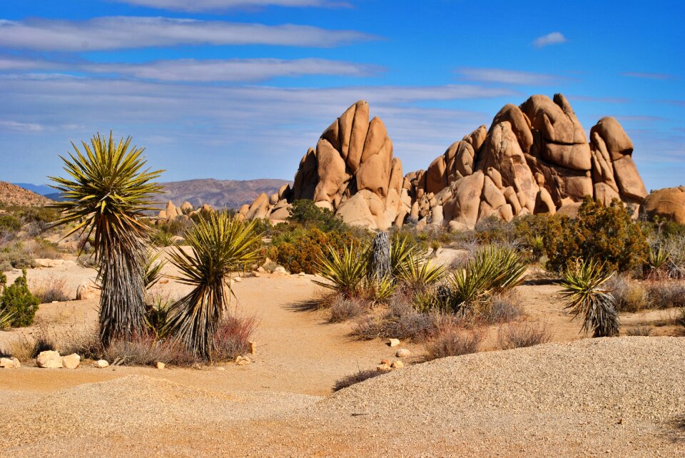 Travel nature joshua tree