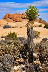 Yucca joshua tree rock photo