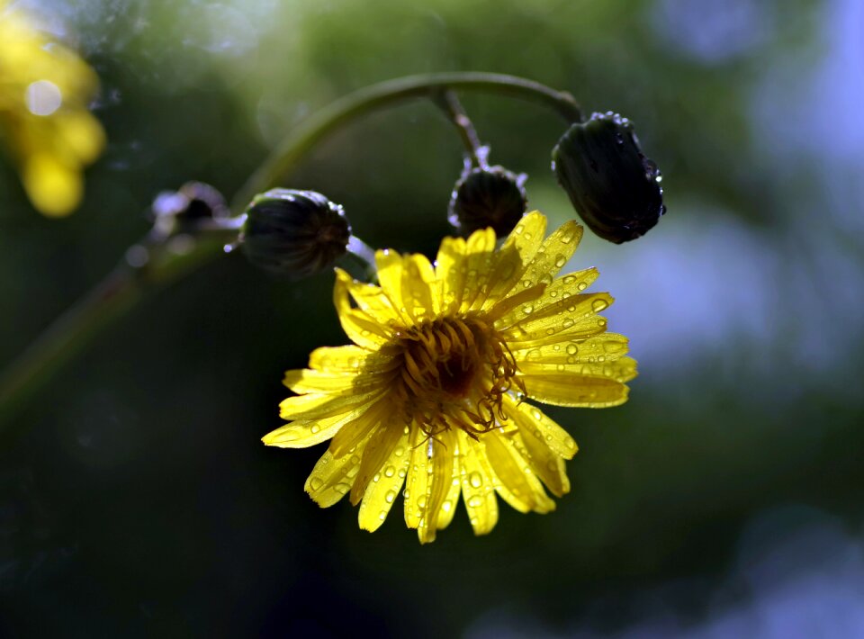 Bokeh blur the background