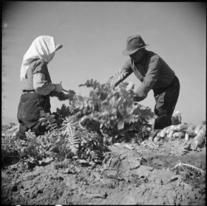 Gila River Relocation Center, Rivers, Arizona. Evacuee farmers are here harvesting Daikon, a large . . . - NARA - 538581
