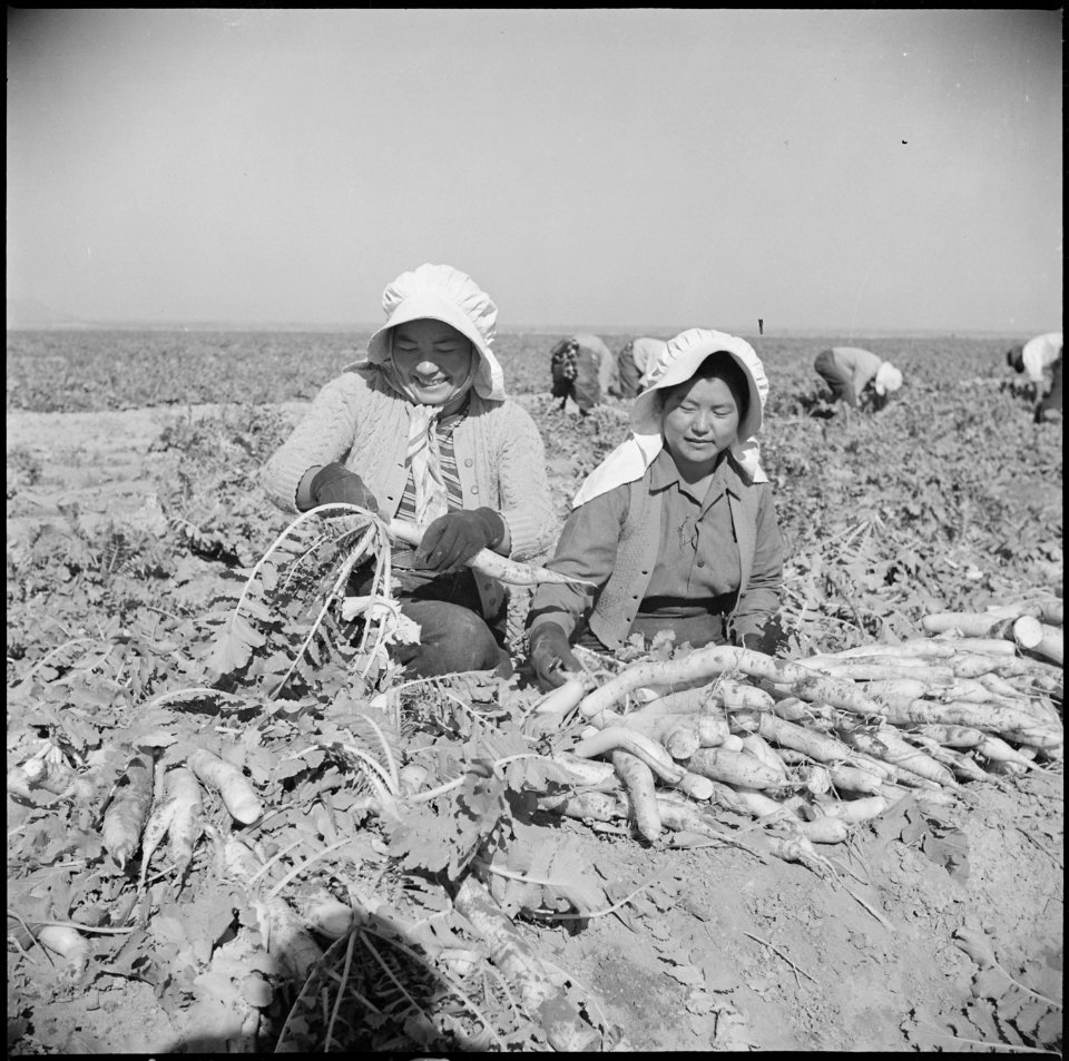 Gila River Relocation Center, Rivers, Arizona. Evacuee farmers are here harvesting Daikon, a large . . . - NARA - 538621
