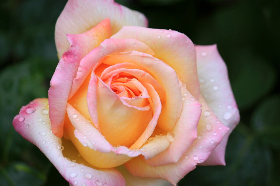 Floral romance garden