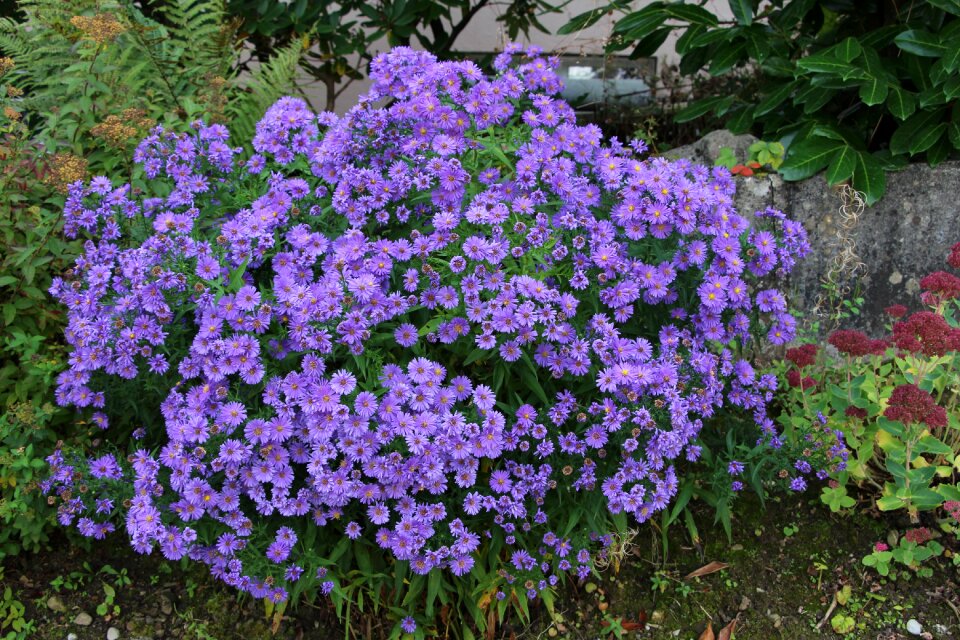 Switzerland flowers done